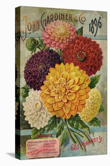 John Gardiner and Co. 1896: Dahlias-null-Premier Image Canvas