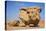 Jordan, Wadi Rum. a Free-Standing Sandstone Feature known as the Bedouin Cow in Wadi Rum.-Nigel Pavitt-Premier Image Canvas