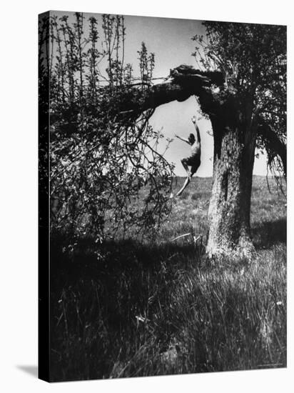 Jose Limon Dancing in Apple Orchard at His Home-Gjon Mili-Premier Image Canvas