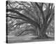 Josephine Oak, Oak Alley Plantation-William Guion-Stretched Canvas
