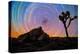 joshua-tree-1-Lincoln Harrison-Stretched Canvas