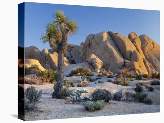 Joshua Tree and Boulder Formation, Joshua Tree NP, California, USA-Jaynes Gallery-Premier Image Canvas