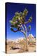Joshua tree and boulders, Joshua Tree National Park, California, USA-Russ Bishop-Premier Image Canvas