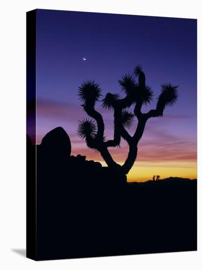 Joshua Tree and Moon, Joshua Tree National Park, California, USA-Jerry Ginsberg-Premier Image Canvas