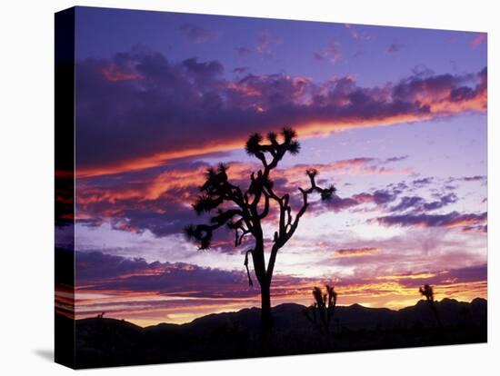 Joshua Tree at Sunset, California, USA-Gavriel Jecan-Premier Image Canvas