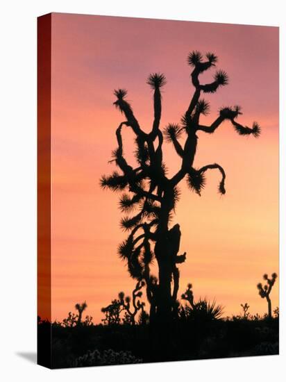 Joshua Tree at Sunset in Joshua Tree National Park, California, USA-Steve Kazlowski-Premier Image Canvas