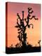 Joshua Tree at Sunset in Joshua Tree National Park, California, USA-Steve Kazlowski-Premier Image Canvas