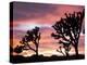 Joshua Tree at Sunset in Joshua Tree National Park, California, USA-Steve Kazlowski-Premier Image Canvas
