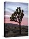 Joshua Tree at Sunset, Joshua Tree National Park, California-James Hager-Premier Image Canvas