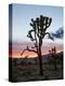 Joshua Tree at Sunset, Joshua Tree National Park, California-James Hager-Premier Image Canvas