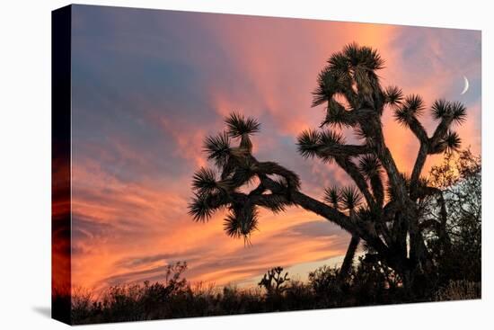 Joshua Tree at Sunset-raphoto-Premier Image Canvas