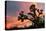 Joshua Tree at Sunset-raphoto-Premier Image Canvas