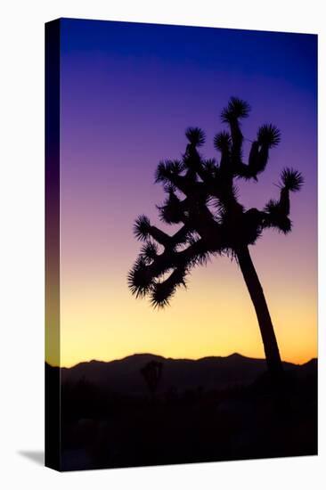 Joshua Tree I-Janice Sullivan-Premier Image Canvas