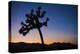 Joshua Tree II-Janice Sullivan-Premier Image Canvas