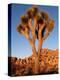 Joshua Tree in Sunlight-Kevin Schafer-Premier Image Canvas