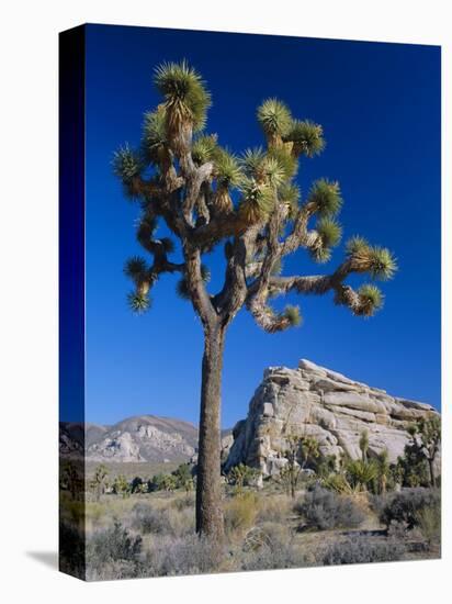 Joshua Tree, Joshua Tree National Park, California, USA-Ruth Tomlinson-Premier Image Canvas