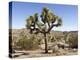 Joshua Tree, Joshua Tree National Park, California, USA-Luc Novovitch-Premier Image Canvas