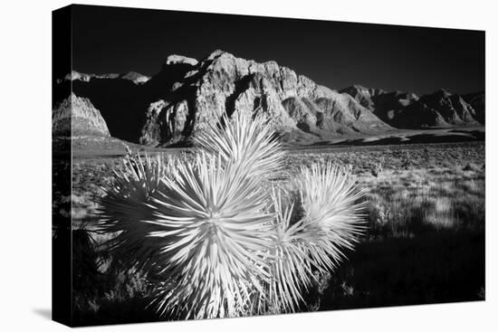 Joshua tree, Mojave Desert, California-Adam Jones-Premier Image Canvas