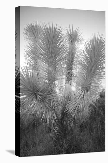 Joshua tree, Mojave Desert, California-Adam Jones-Premier Image Canvas