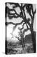 Joshua Tree No. 6-Murray Bolesta-Premier Image Canvas
