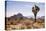 Joshua Tree NP, CA, USA: Single Joshua Tree, Desert & Mts In Bkgd, Park W Entrance-Axel Brunst-Premier Image Canvas