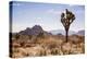 Joshua Tree NP, CA, USA: Single Joshua Tree, Desert & Mts In Bkgd, Park W Entrance-Axel Brunst-Premier Image Canvas