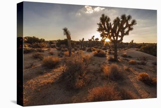 Joshua Tree NP, California, USA: The Typical Park Landscape In The Evening Light At Jumbo Rocks-Axel Brunst-Premier Image Canvas