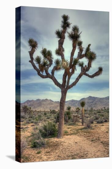 Joshua Tree Scene-Vincent James-Premier Image Canvas