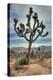 Joshua Tree Scene-Vincent James-Premier Image Canvas