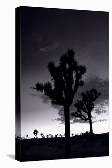 Joshua Tree Silhouettes BW-Steve Gadomski-Premier Image Canvas