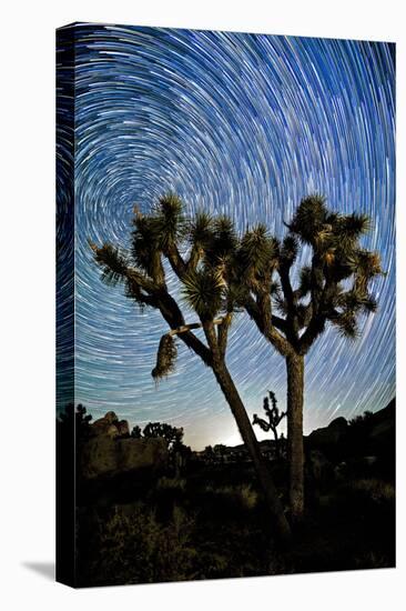 Joshua Tree Star Trails, 2017-null-Premier Image Canvas