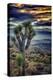 Joshua Tree Sunset-Janice Sullivan-Premier Image Canvas