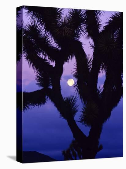 Joshua Tree with Moonset, Joshua Tree National Park, California, USA-Chuck Haney-Premier Image Canvas