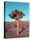 Joshua Tree-NaxArt-Stretched Canvas