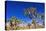 Joshua trees along the trail to the Wall Street Mill, Joshua Tree National Park, California, USA-Russ Bishop-Premier Image Canvas