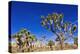 Joshua trees along the trail to the Wall Street Mill, Joshua Tree National Park, California, USA-Russ Bishop-Premier Image Canvas