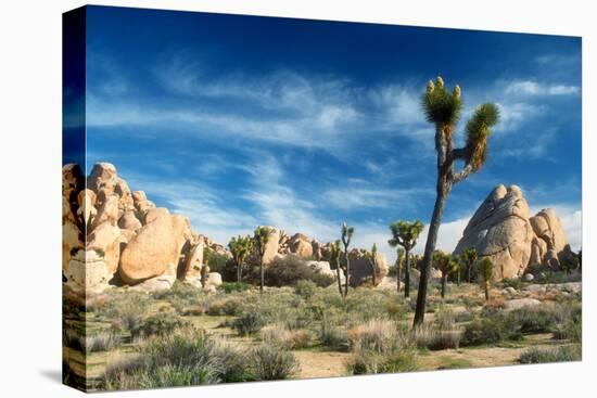 Joshua Trees Among the Large Granite Rocks of Joshua Tree National Park-John Alves-Premier Image Canvas