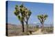 Joshua Trees and Mountains, Joshua Tree National Park, California, USA-Jaynes Gallery-Premier Image Canvas