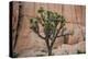 Joshua trees and rocks on a landscape, Joshua Tree National Park, California, USA-null-Premier Image Canvas