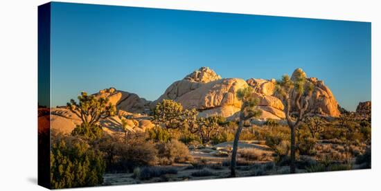 Joshua trees and rocks on a landscape, Joshua Tree National Park, California, USA-null-Premier Image Canvas