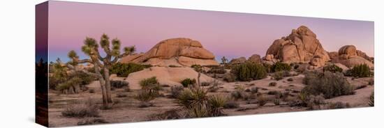 Joshua trees and rocks on a landscape, Joshua Tree National Park, California, USA-null-Premier Image Canvas