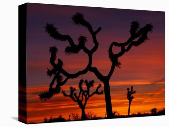 Joshua Trees at Sunrise, Mojave Desert, Joshua Tree National Monument, California, USA-Art Wolfe-Premier Image Canvas