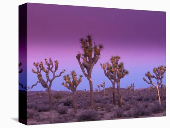 Joshua Trees at Sunrise, Mojave Desert, Joshua Tree National Monument, California, USA-Art Wolfe-Premier Image Canvas