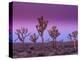 Joshua Trees at Sunrise, Mojave Desert, Joshua Tree National Monument, California, USA-Art Wolfe-Premier Image Canvas