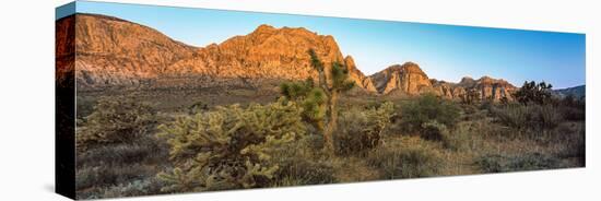 Joshua Trees in a Desert, Red Rock Canyon, Las Vegas, Nevada, USA-null-Premier Image Canvas