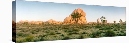 Joshua Trees in Desert at Sunrise, Joshua Tree National Park, San Bernardino County-null-Premier Image Canvas