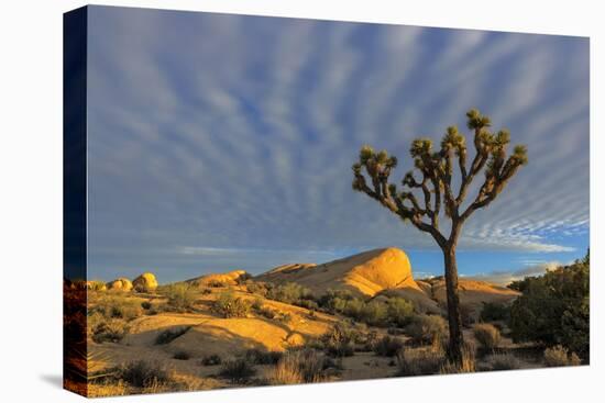 Joshua Trees in Sunset Light in Joshua Tree NP, California, USA-Chuck Haney-Premier Image Canvas