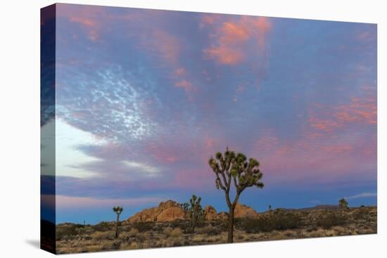 Joshua Trees in Sunset Light in Joshua Tree NP, California, USA-Chuck Haney-Premier Image Canvas