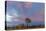 Joshua Trees in Sunset Light in Joshua Tree NP, California, USA-Chuck Haney-Premier Image Canvas