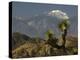 Joshua Trees in Winter, Joshua Tree National Park, California, USA-Michel Hersen-Premier Image Canvas